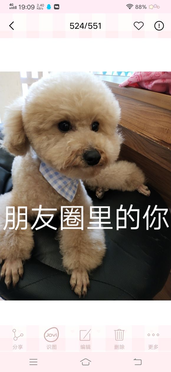 私家车狗坐副驾驶扣2分真的假的-2.jpg