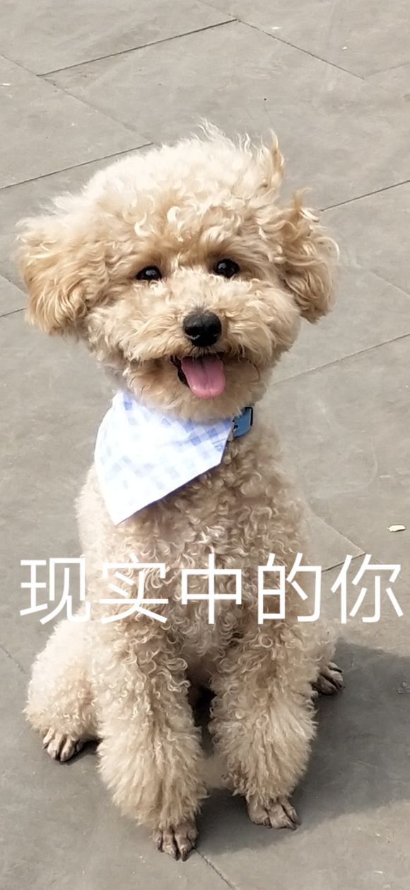 私家车狗坐副驾驶扣2分真的假的-3.jpg