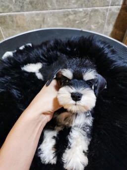 买狗不？买猫不？找我撒！-4.jpg