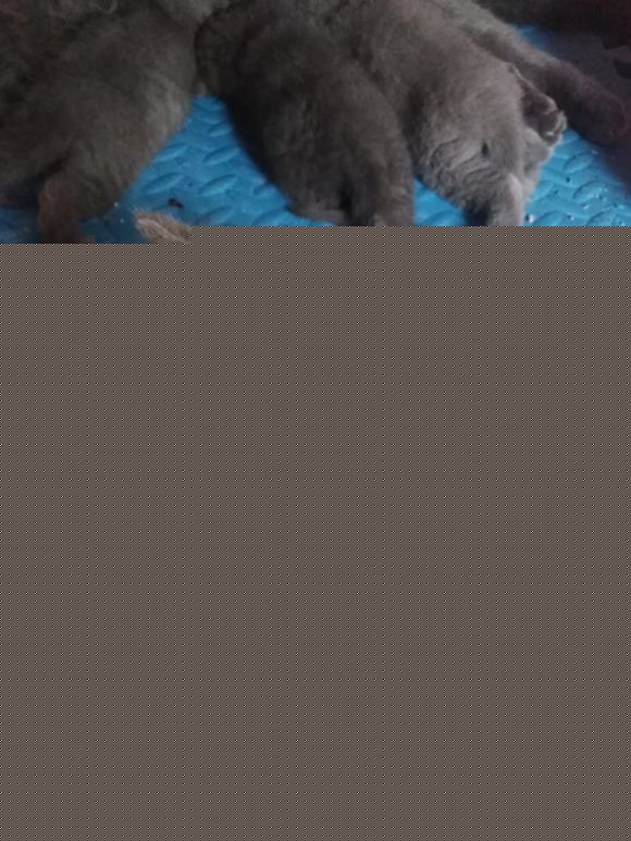 卖蓝猫咯！-1.jpg