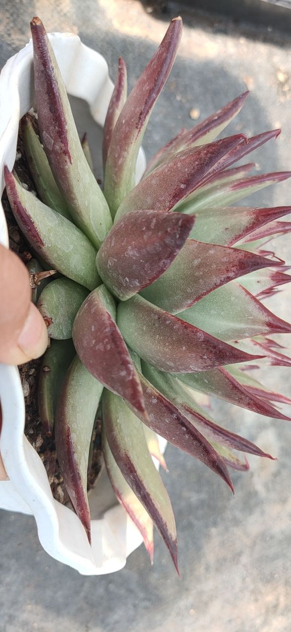 有没有喜欢多肉，乌木的。。顺便租一个有天楼的房子。。最好在红-5.jpg