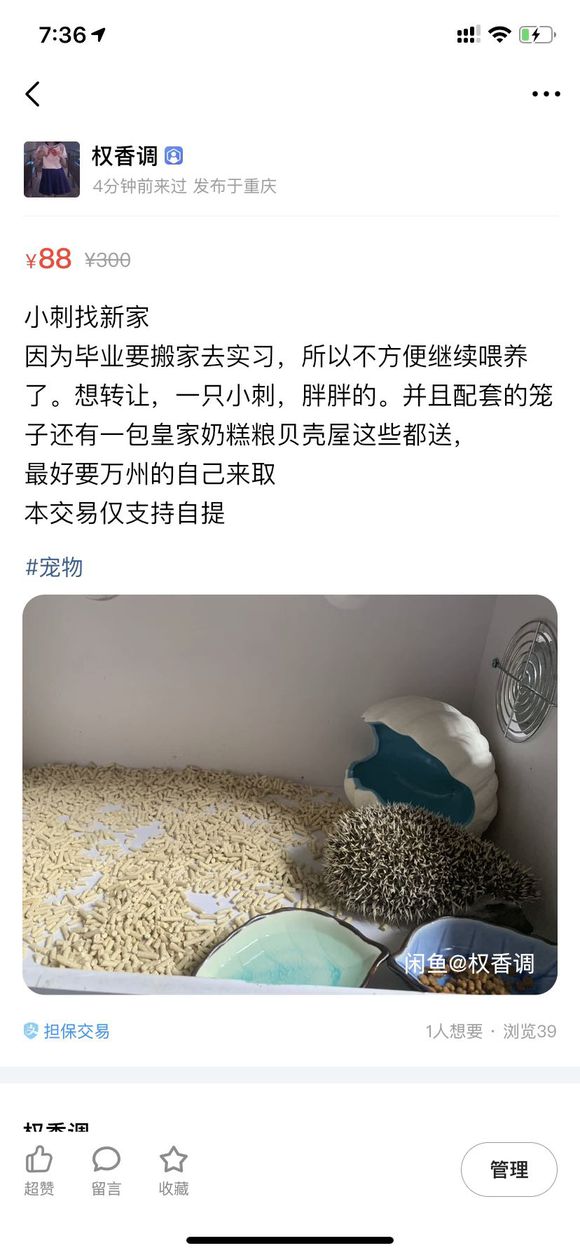 有人想要领养小刺猬吗-1.jpg