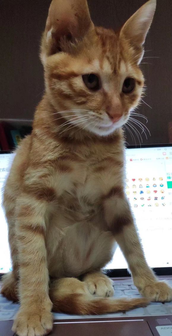 寻找代养猫猫主子-1.jpg