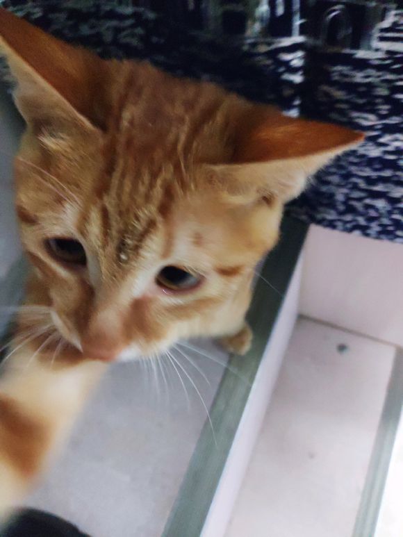 寻找代养猫猫主子-2.jpg
