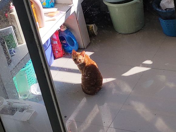 寻找代养猫猫主子-3.jpg