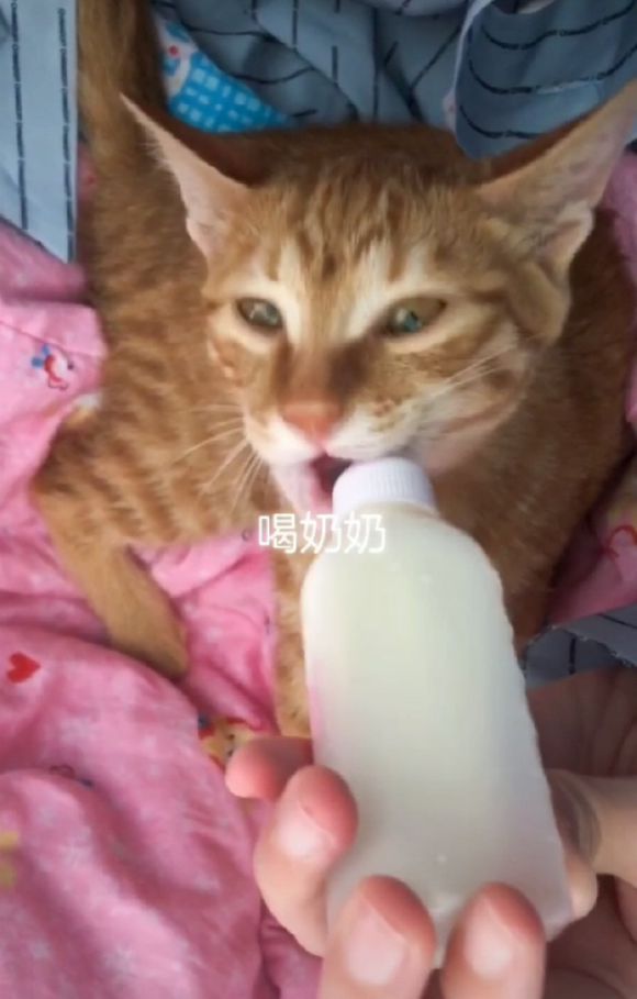 寻找代养猫猫主子-4.jpg