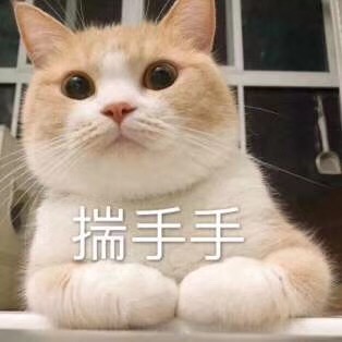 求一只可爱的小猫咪-1.jpg