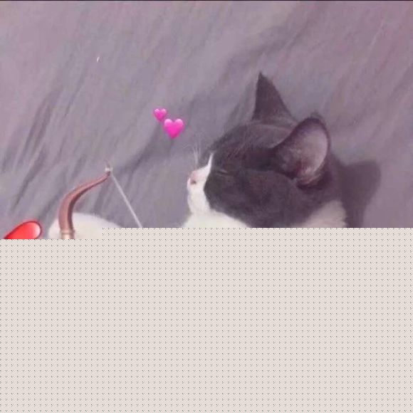 求一只可爱的小猫咪-2.jpg