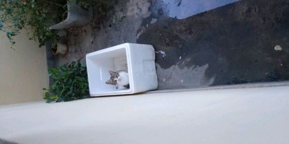 求一只可爱的小猫咪-1.jpg