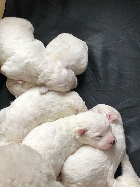 比熊狗狗找新家-5.jpg