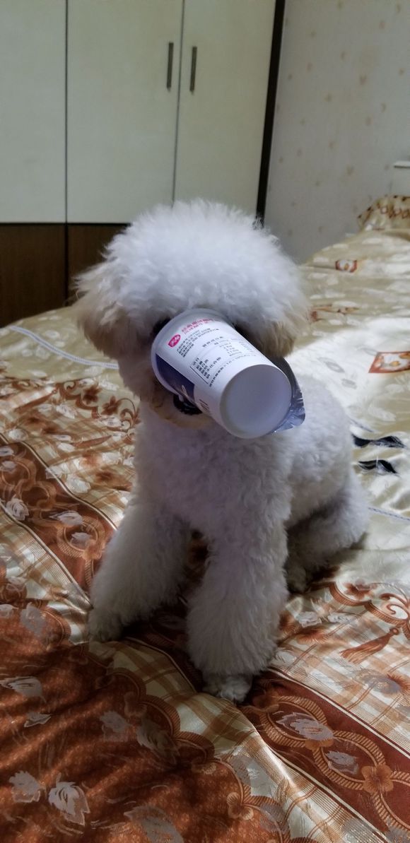 这种耳朵的泰迪怎么造型啊，感觉好难啊-5.jpg