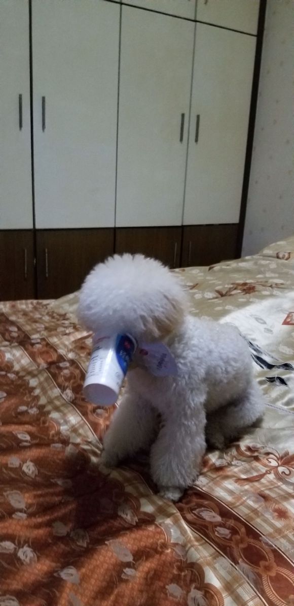 这种耳朵的泰迪怎么造型啊，感觉好难啊-6.jpg