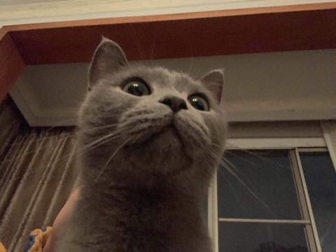 有没有要养猫猫的朋友-2.jpg