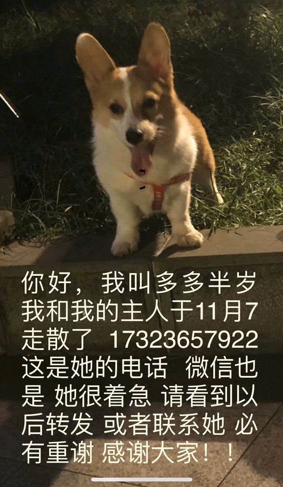 万州的朋友看到此消息留意下 爱狗丢了 寻狗启示：多多 母 半-2.jpg
