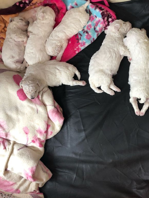 纯种比熊弟弟妹妹即将满月，家养包健康！欢迎预定（前两张是狗妈-3.jpg