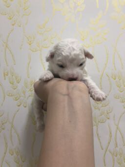 纯种比熊弟弟妹妹即将满月，家养包健康！欢迎预定（前两张是狗妈-4.jpg