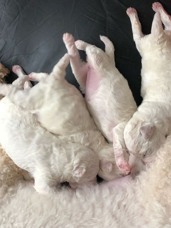 纯种比熊弟弟妹妹即将满月，家养包健康！欢迎预定（前两张是狗妈-6.jpg