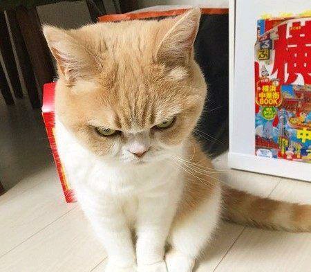 万州的想领养一只可爱猫或者狗，可以适当小偿-2.jpg