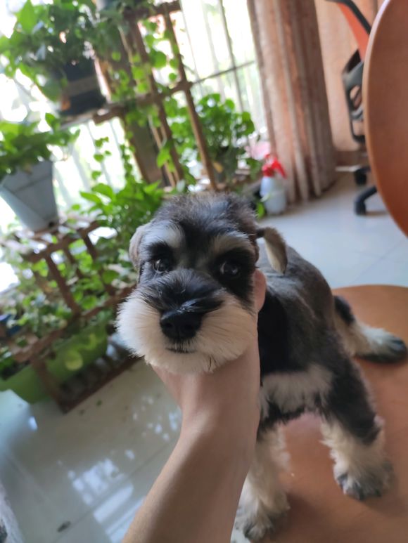 还有两只深椒盐的妹妹，喜欢的赶快来。三针疫苗打完。-1.jpg