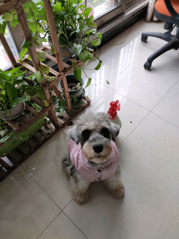 还有两只深椒盐的妹妹，喜欢的赶快来。三针疫苗打完。-1.jpg