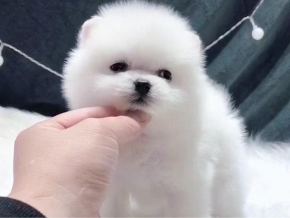 怀孕了 家里不让养狗了 想送给养狗的爱心人士 想要加我-1.jpg