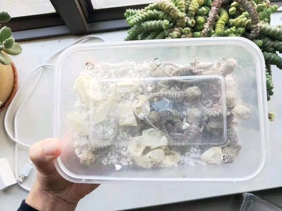 有没有喜欢异宠的，交流交流-2.jpg