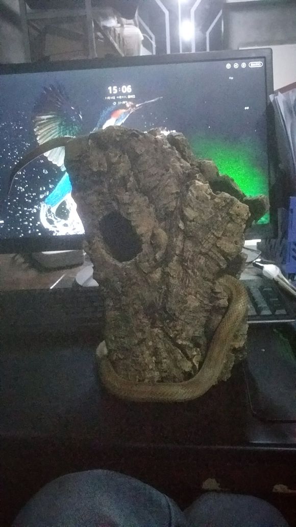 有没有喜欢异宠的，交流交流-8.jpg