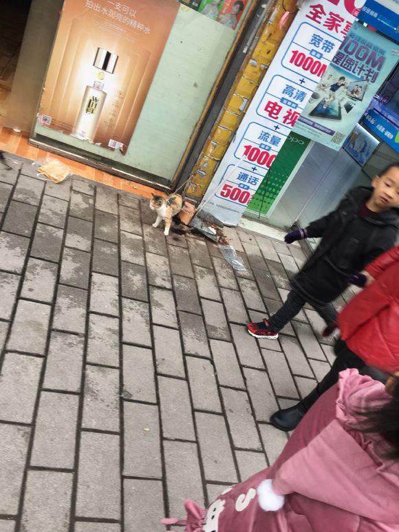 这猫好可怜，天天被这么吊着-1.jpg