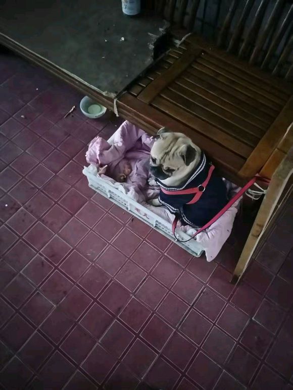 有养八哥的朋友吗-2.jpg