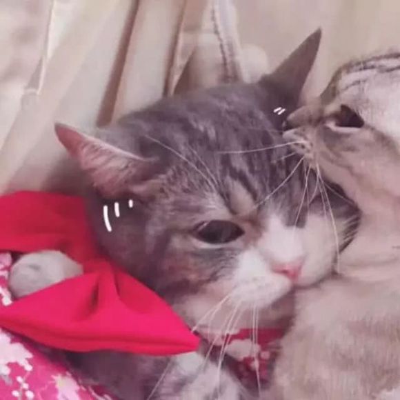 想领养一只猫猫，无所谓品种，一定会好好对它-3.jpg