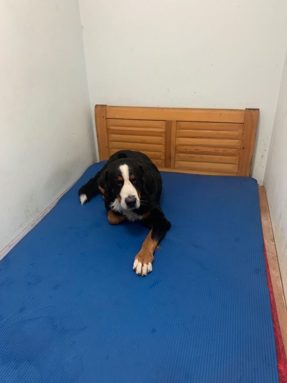 大型伯恩山犬，有人领养吗？有偿的，诚心的加我微信133726-1.jpg
