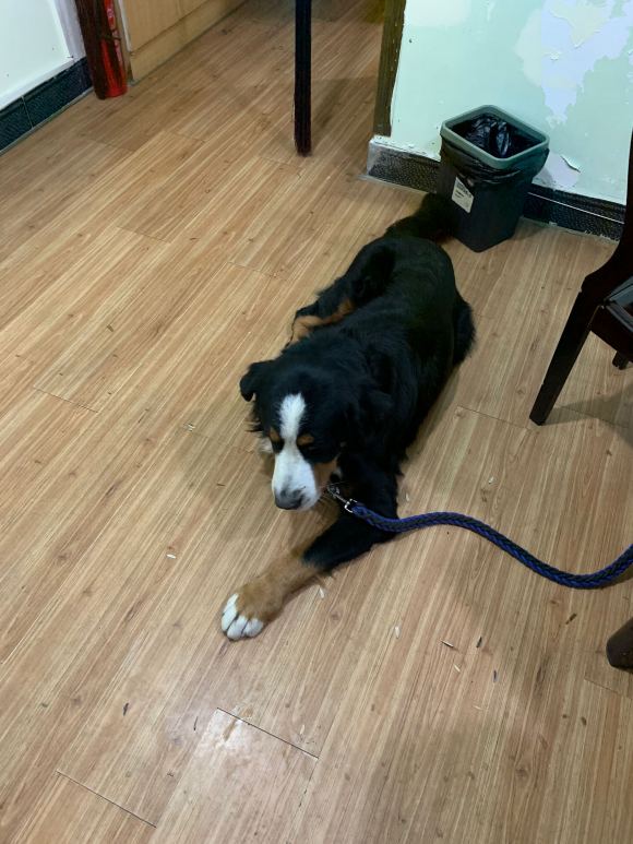 大型伯恩山犬，有人领养吗？有偿的，诚心的加我微信133726-2.jpg