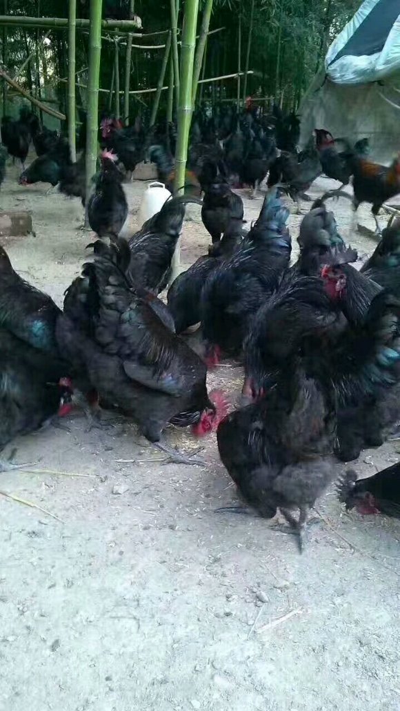 三峡黑鸡，美味营养，粮食喂养，绝非饲料鸡。可实地点杀，需要私-2.jpg
