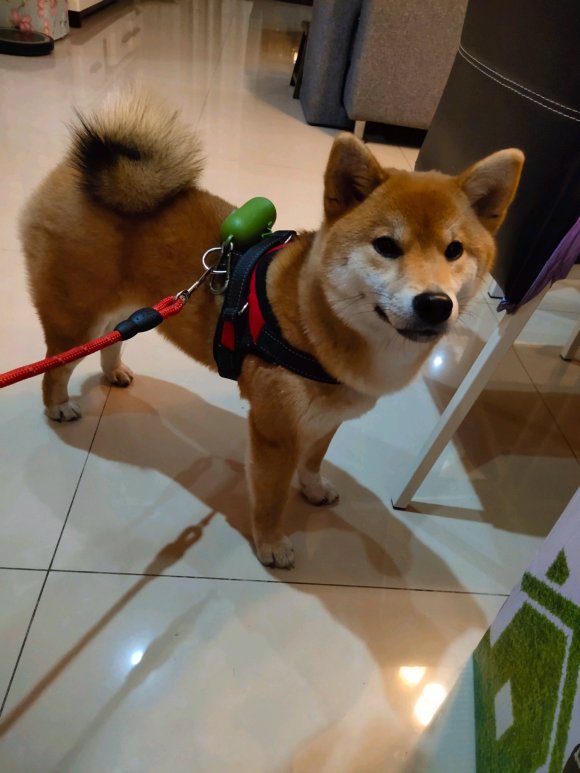 家养纯血柴犬，8个月，找个好家-1.jpg