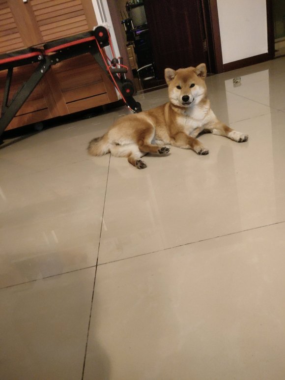 家养纯血柴犬，8个月，找个好家-3.jpg