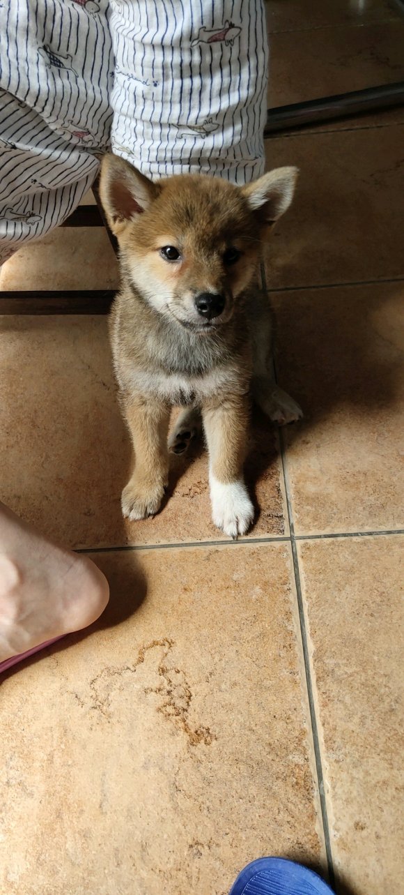 家养纯血柴犬，8个月，找个好家-1.jpg