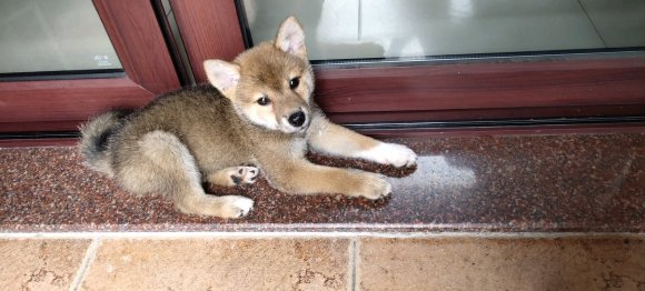 家养纯血柴犬，8个月，找个好家-2.jpg