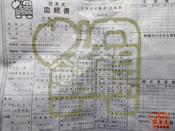 家养纯血柴犬，8个月，找个好家-1.jpg