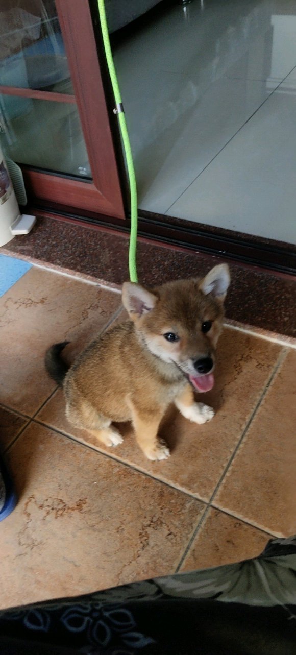 家养纯血柴犬，8个月，找个好家-3.jpg