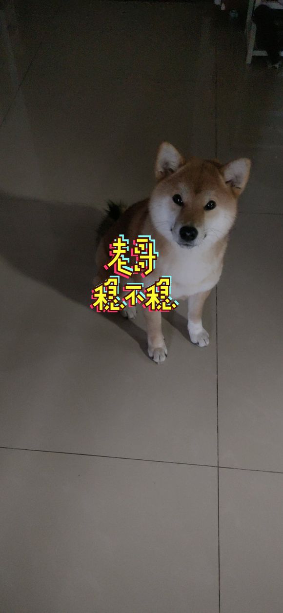 家养纯血柴犬，8个月，找个好家-1.jpg