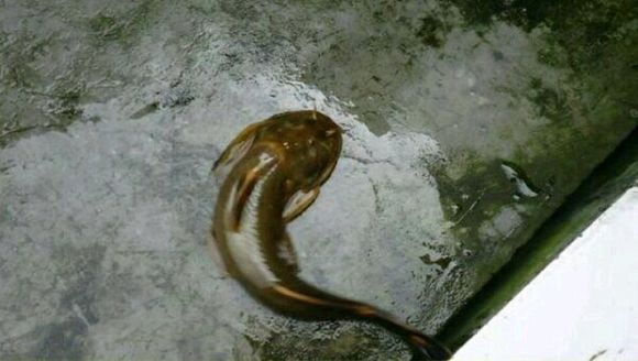给大家介绍下城口的野生动物，有许多都是你们没见过的-2.jpg