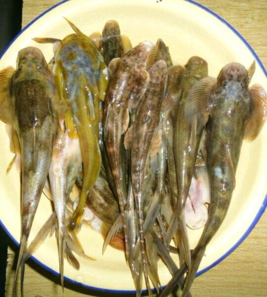 给大家介绍下城口的野生动物，有许多都是你们没见过的-1.jpg