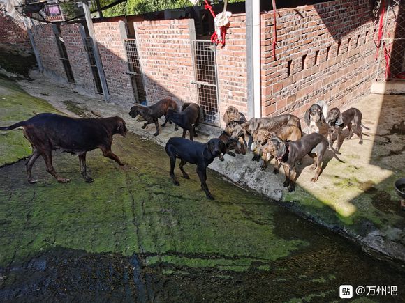 【万州宠物寄养】本犬舍可接全市一切猛犬，大型犬，及宠物店不敢-1.jpg