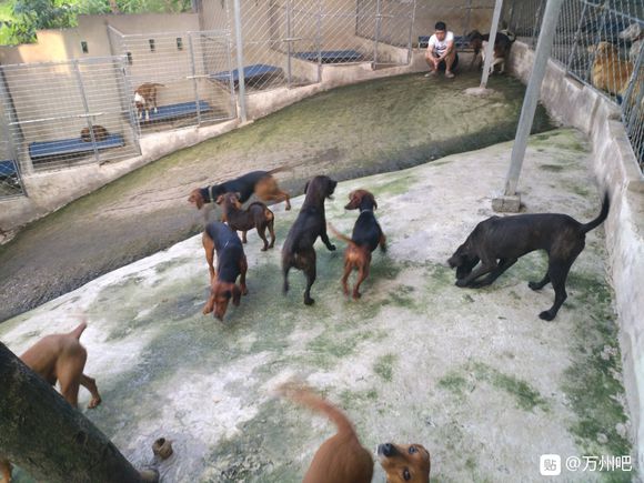 【万州宠物寄养】本犬舍可接全市一切猛犬，大型犬，及宠物店不敢-2.jpg