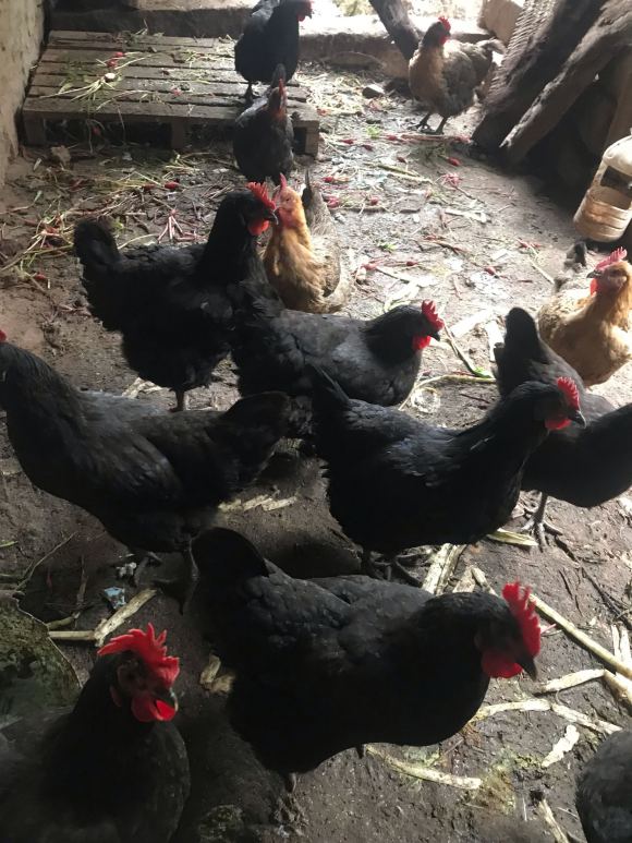 过年买土鸡母咯，自家养的粮食鸡，22一斤，市区送货-2.jpg