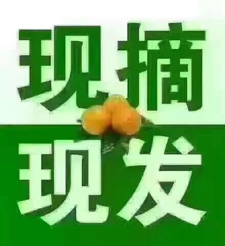 准备年货的注意了《奉节脐橙》产地直销、顺丰包邮 185805-5.jpg