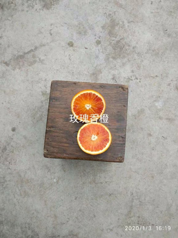 玫瑰香橙 便宜卖了 上门自取 采摘更便宜-1.jpg
