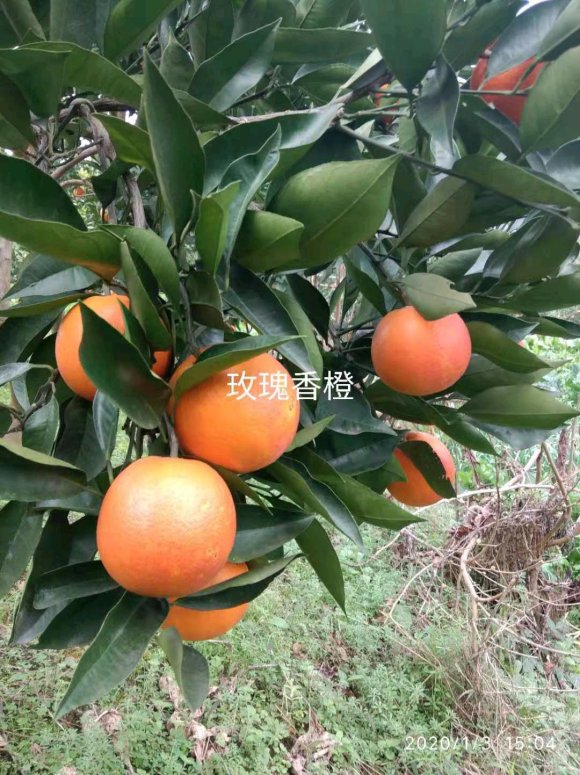 玫瑰香橙 便宜卖了 上门自取 采摘更便宜-3.jpg