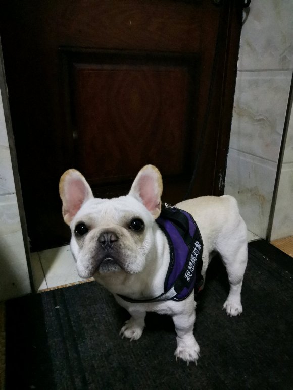 个人原因出售一只奶油色法国斗牛犬，有意私聊！-2.jpg