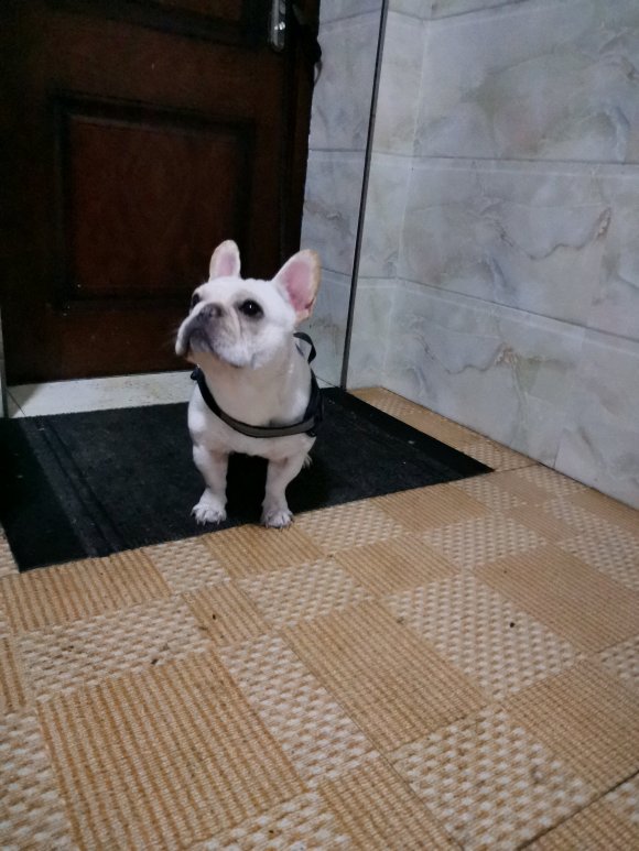 个人原因出售一只奶油色法国斗牛犬，有意私聊！-1.jpg